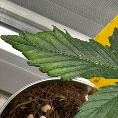 Sir Puff-a-lot growlog photo: Untere Blätter werden gelb