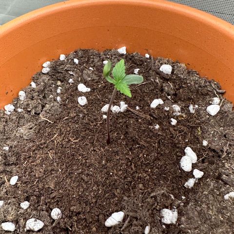 Hajo Donovan Benvenuto growlog timeline photo