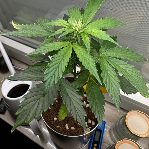 Sir Puff-a-lot growlog timeline photo