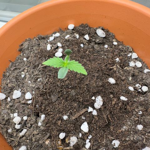 Hajo Donovan Benvenuto growlog timeline photo