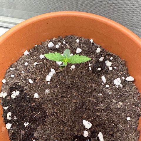 Hajo Donovan Benvenuto growlog timeline photo