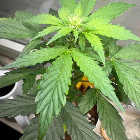 Sir Puff-a-lot growlog timeline photo