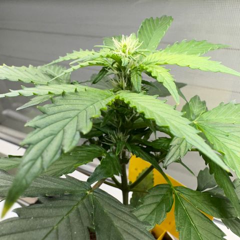 Sir Puff-a-lot growlog timeline photo