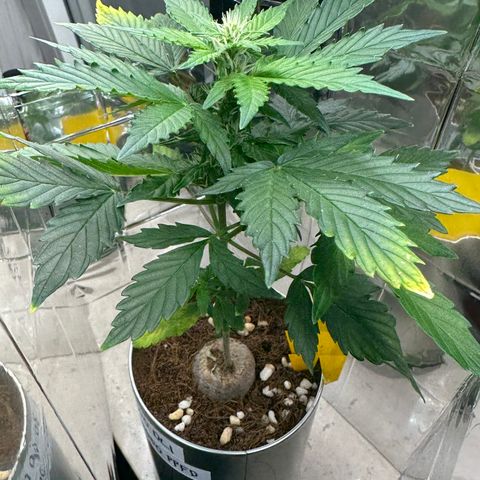 Sir Puff-a-lot growlog timeline photo