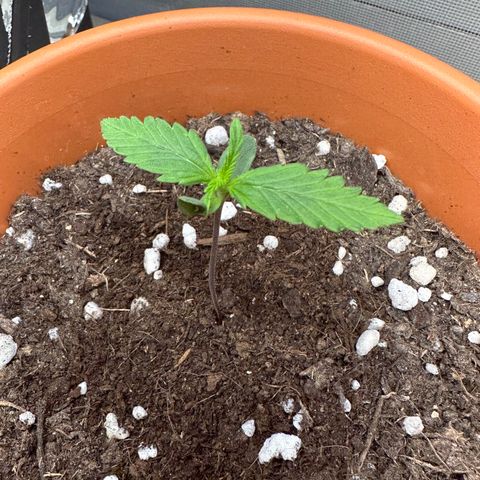 Hajo Donovan Benvenuto growlog timeline photo