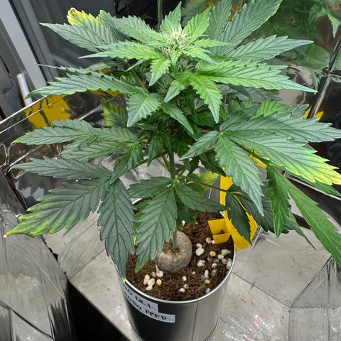 Sir Puff-a-lot growlog timeline photo