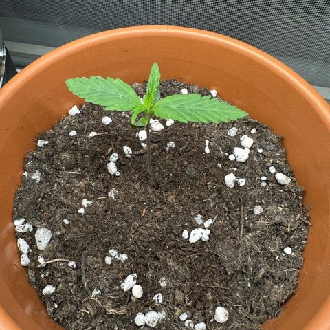 Hajo Donovan Benvenuto growlog timeline photo