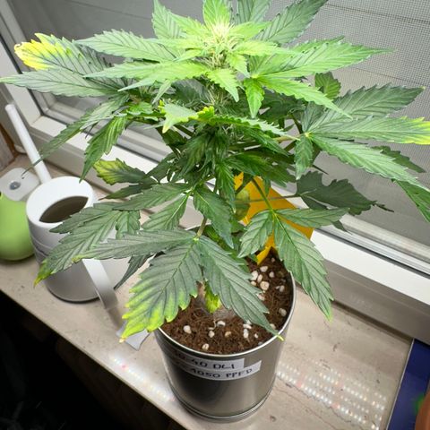 Sir Puff-a-lot growlog timeline photo