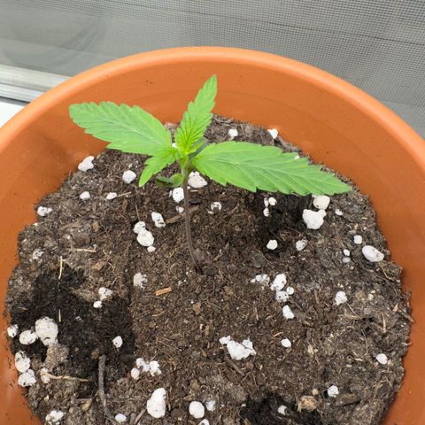 Hajo Donovan Benvenuto growlog timeline photo