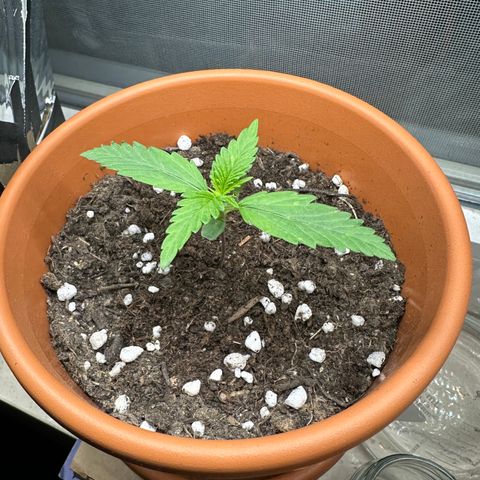 Hajo Donovan Benvenuto growlog timeline photo