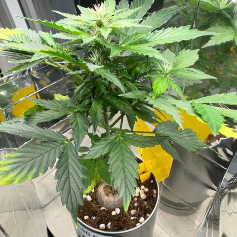 Sir Puff-a-lot growlog timeline photo