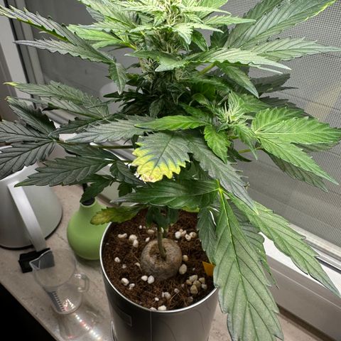 Sir Puff-a-lot growlog timeline photo