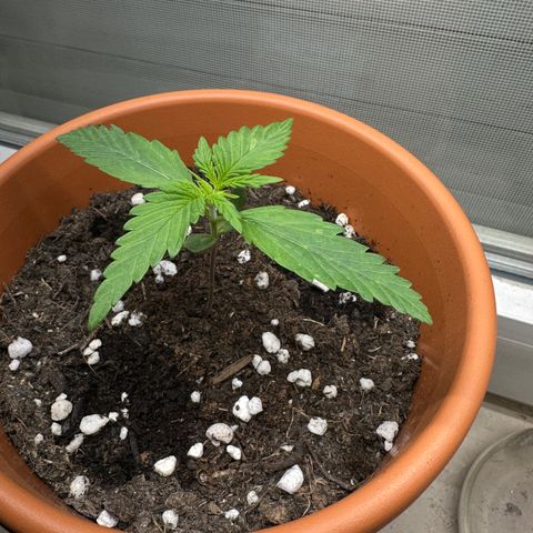 Hajo Donovan Benvenuto growlog timeline photo