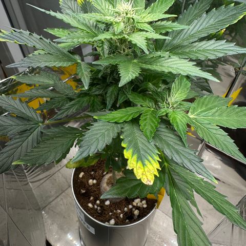 Sir Puff-a-lot growlog timeline photo