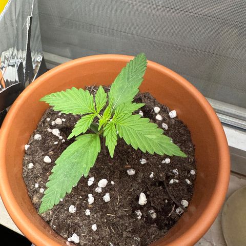 Hajo Donovan Benvenuto growlog timeline photo