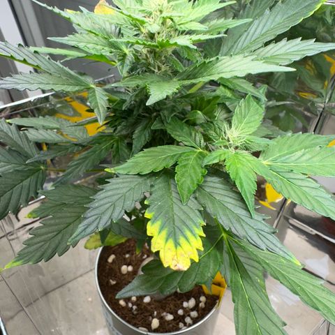 Sir Puff-a-lot growlog timeline photo