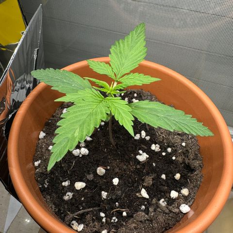 Hajo Donovan Benvenuto growlog timeline photo
