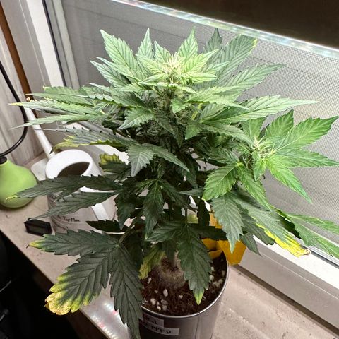 Sir Puff-a-lot growlog timeline photo