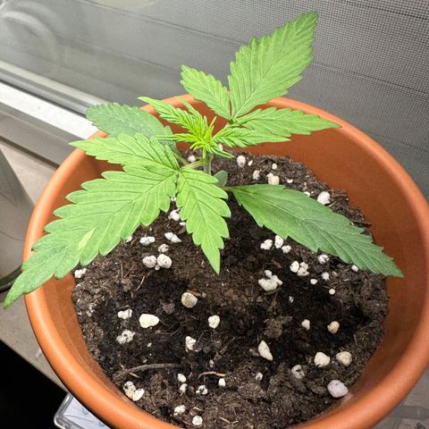 Hajo Donovan Benvenuto growlog timeline photo