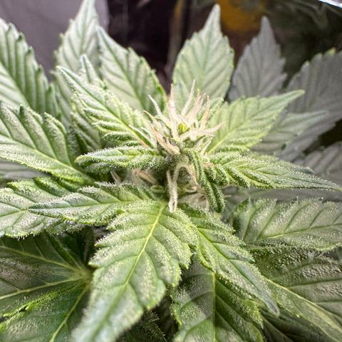 Sir Puff-a-lot growlog timeline photo