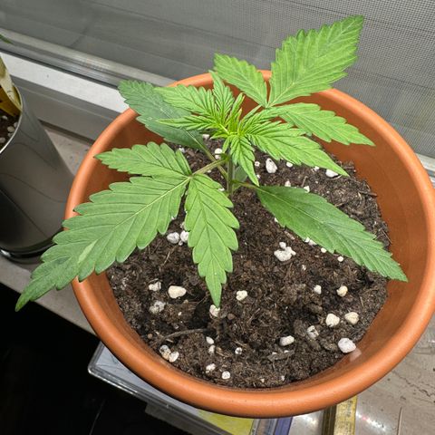 Hajo Donovan Benvenuto growlog timeline photo