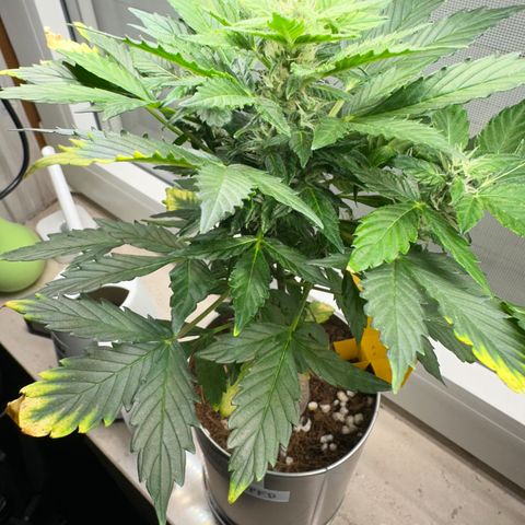 Sir Puff-a-lot growlog timeline photo