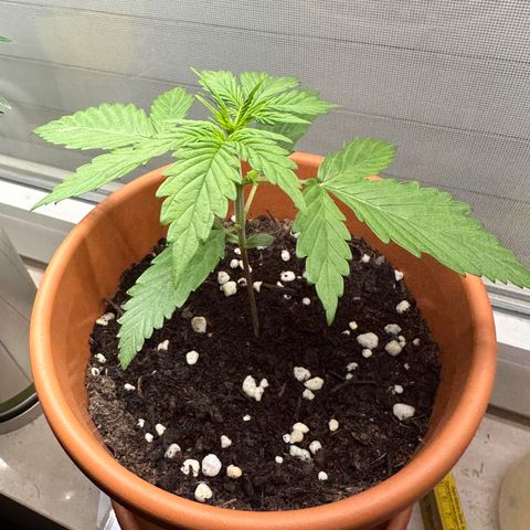 Hajo Donovan Benvenuto growlog timeline photo