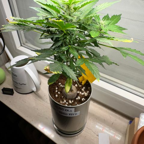 Sir Puff-a-lot growlog timeline photo