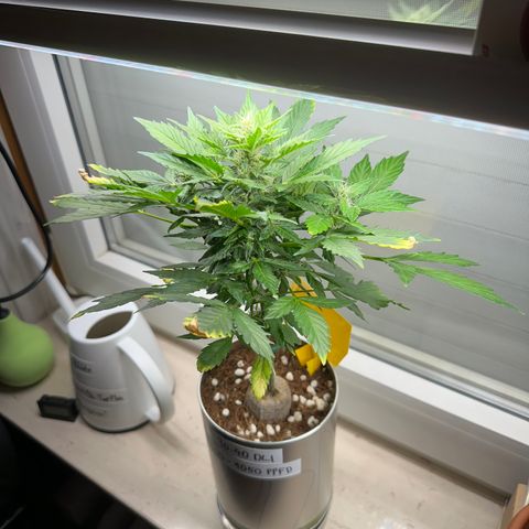 Sir Puff-a-lot growlog timeline photo