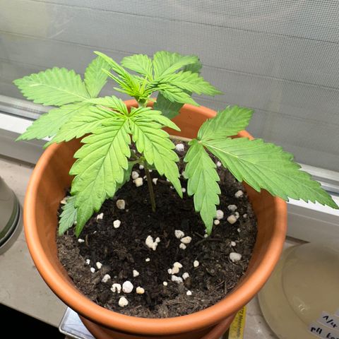 Hajo Donovan Benvenuto growlog timeline photo