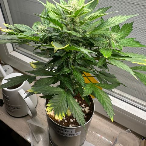 Sir Puff-a-lot growlog timeline photo