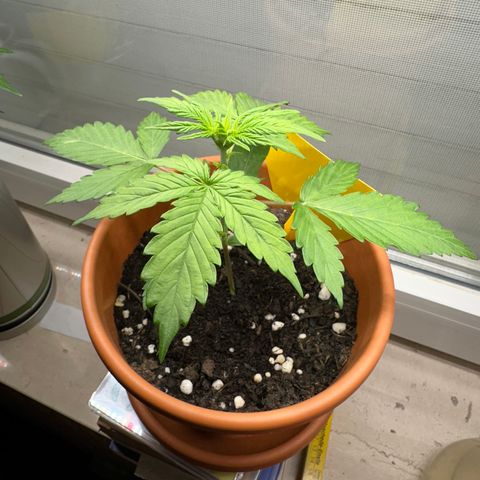 Hajo Donovan Benvenuto growlog timeline photo
