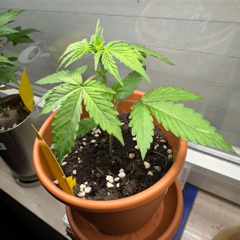 Hajo Donovan Benvenuto growlog timeline photo