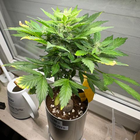 Sir Puff-a-lot growlog timeline photo