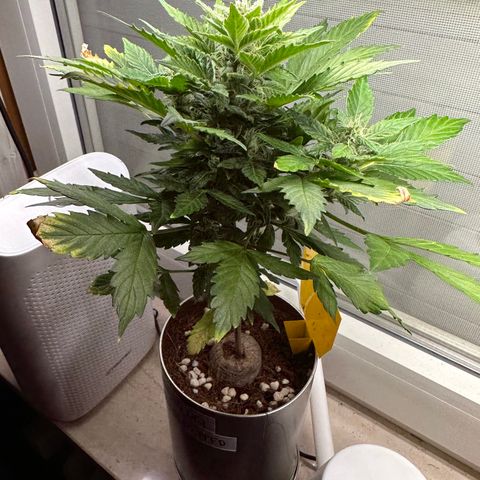 Sir Puff-a-lot growlog timeline photo