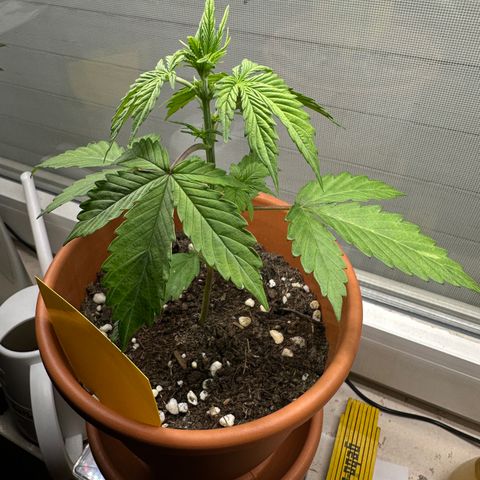 Hajo Donovan Benvenuto growlog timeline photo