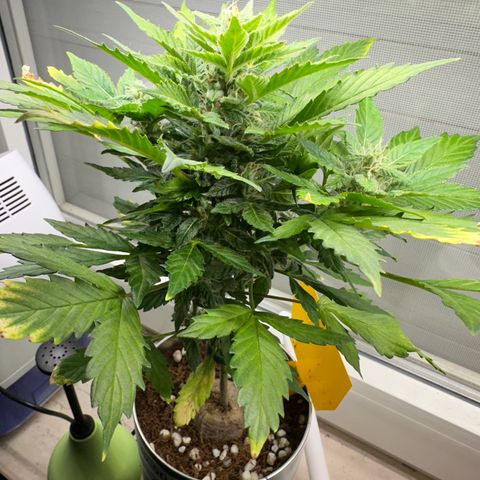 Sir Puff-a-lot growlog timeline photo