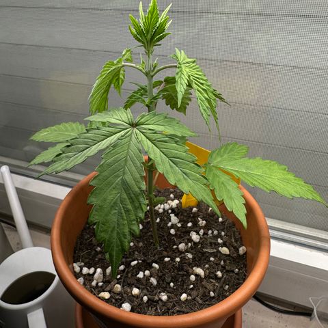 Hajo Donovan Benvenuto growlog photo: Abends