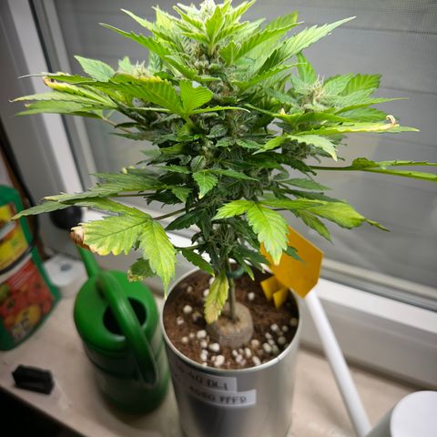 Sir Puff-a-lot growlog timeline photo