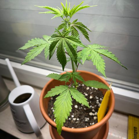 Hajo Donovan Benvenuto growlog timeline photo