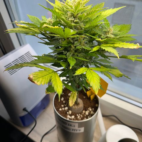 Sir Puff-a-lot growlog timeline photo
