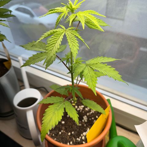 Hajo Donovan Benvenuto growlog timeline photo