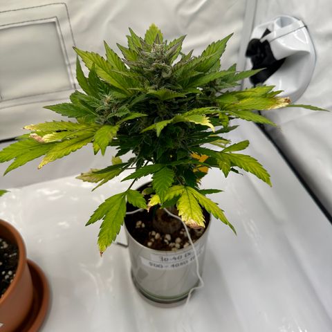 Sir Puff-a-lot growlog timeline photo