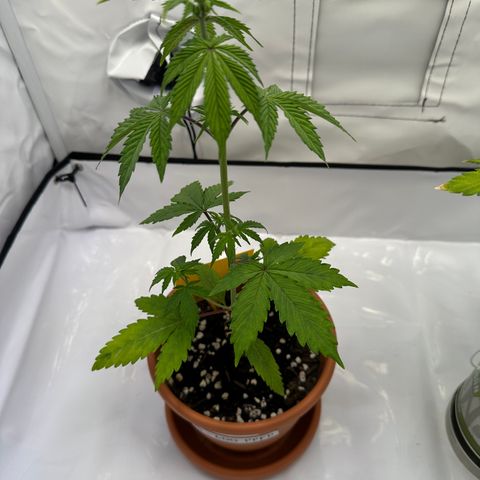 Hajo Donovan Benvenuto growlog timeline photo