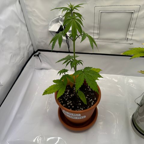 Hajo Donovan Benvenuto growlog photo: Abends