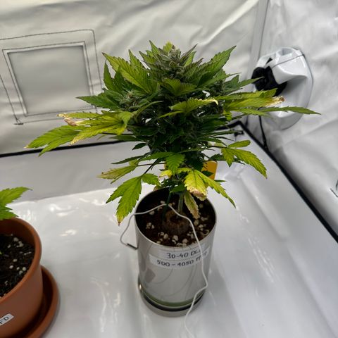 Sir Puff-a-lot growlog photo: Abends