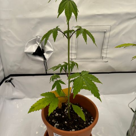 Hajo Donovan Benvenuto growlog timeline photo