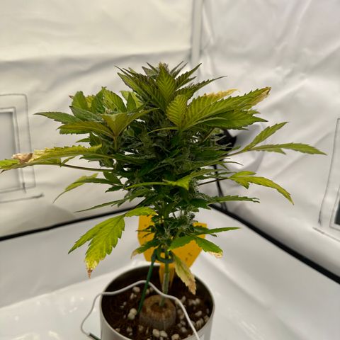 Sir Puff-a-lot growlog timeline photo