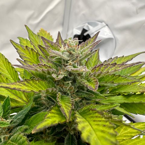 Sir Puff-a-lot growlog timeline photo