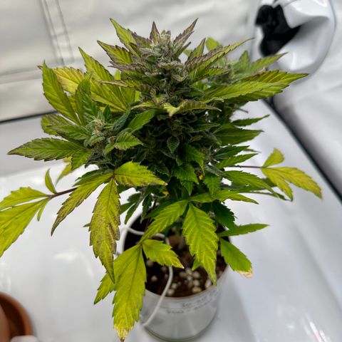 Sir Puff-a-lot growlog timeline photo
